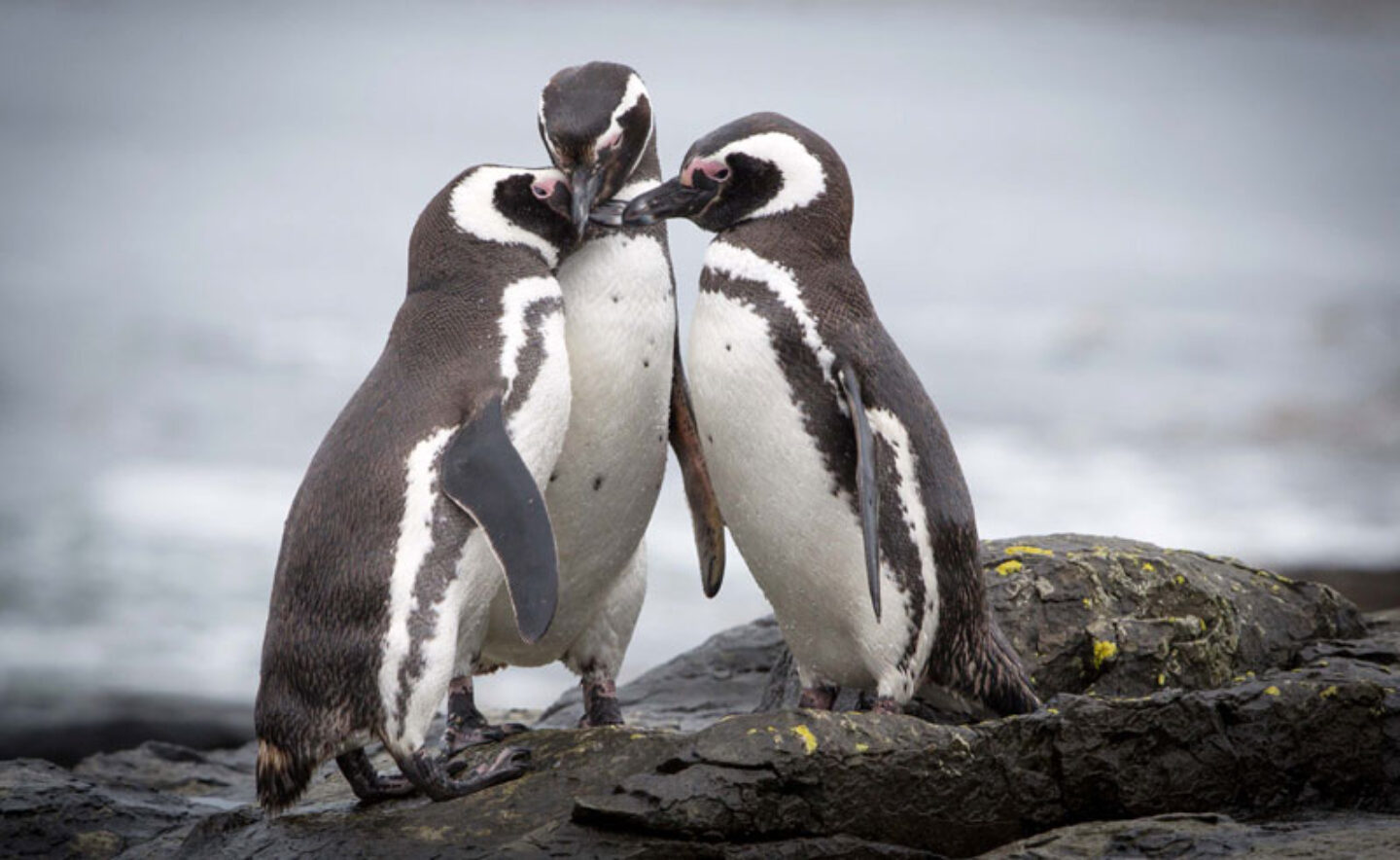 falkland islands magellanic penguins on rocks