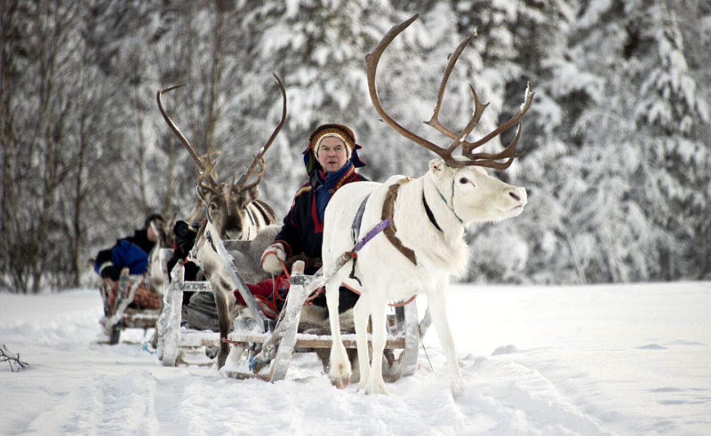 finland lapland kakslauttanen reindeer sledge sami kar