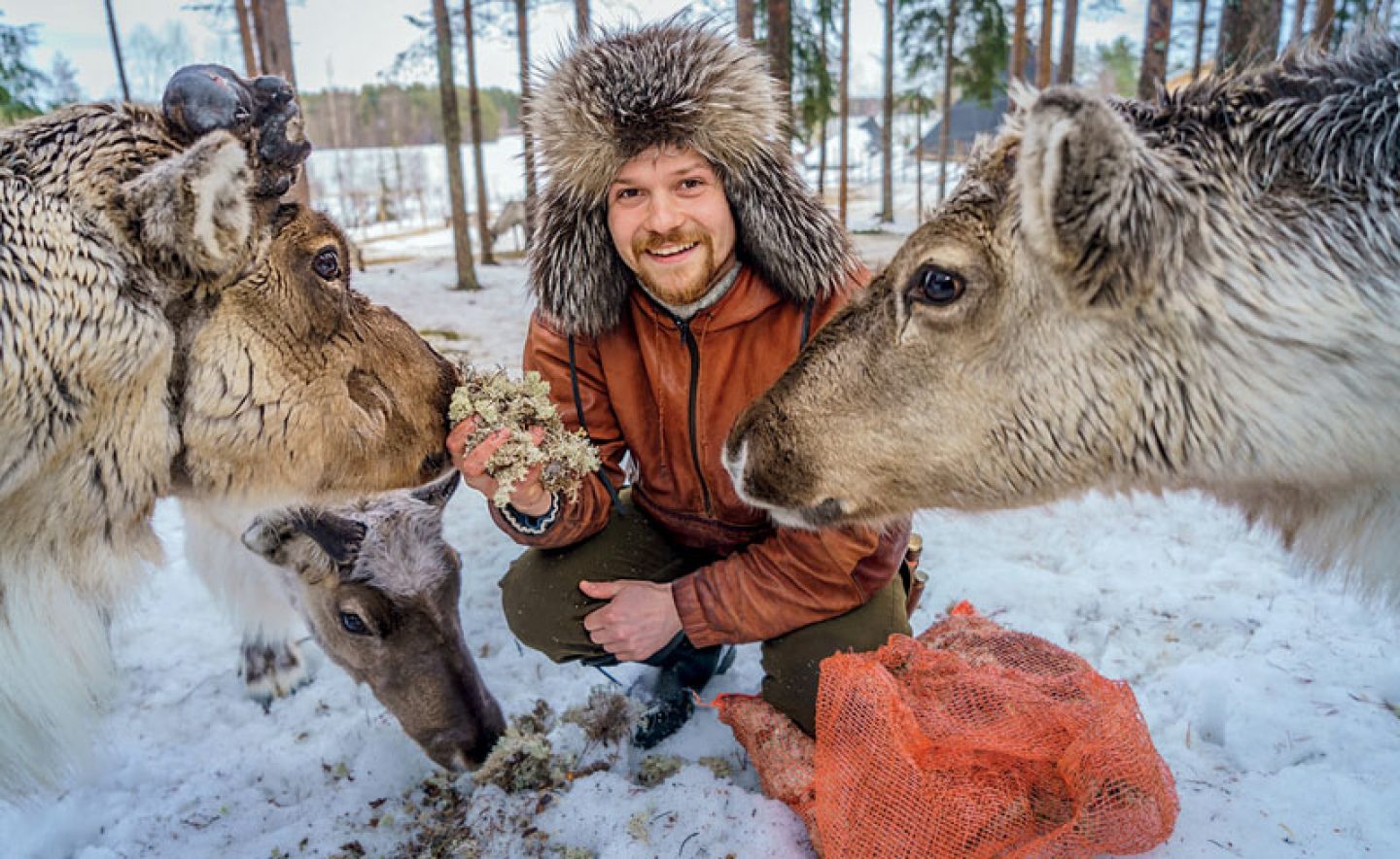 finland lapland reindeer feeding
