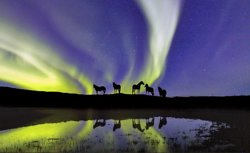 icelandic horses northern lights