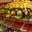 italy naples fruit and veg display istock