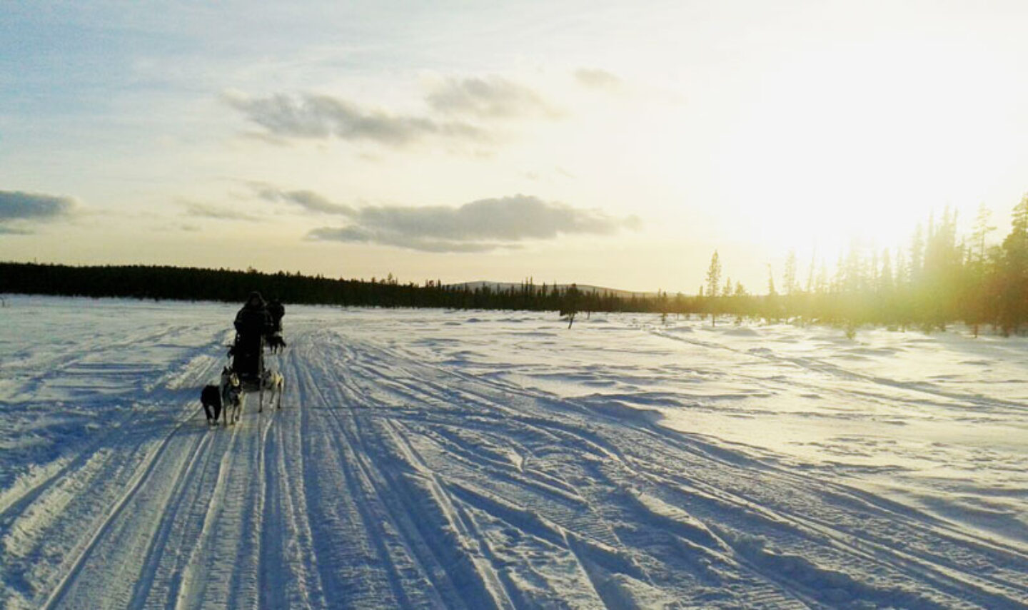 lapland Sledging in the Sun