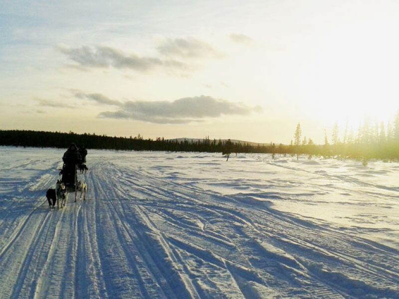 lapland Sledging in the Sun