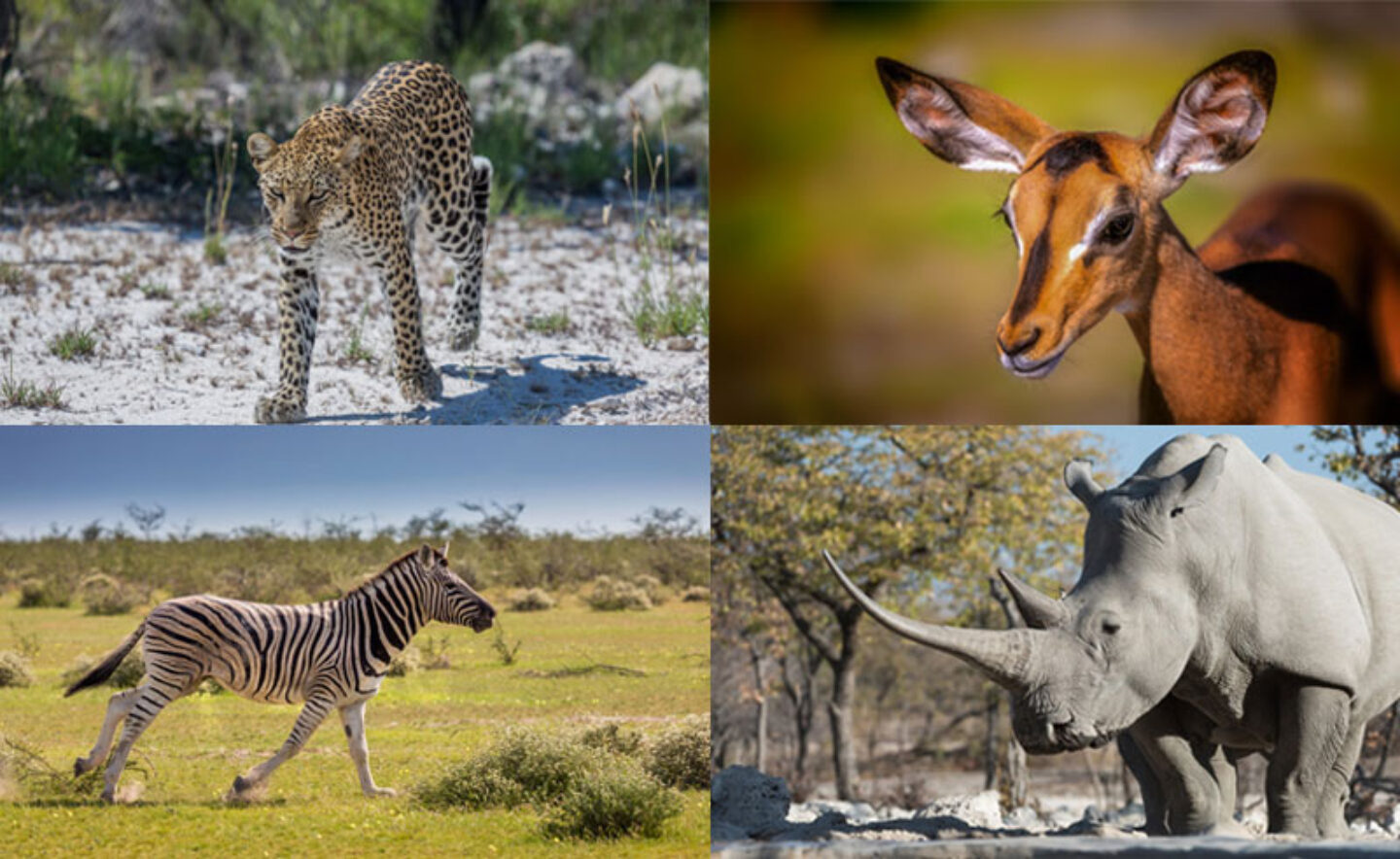 namibia etosha wildlife collage