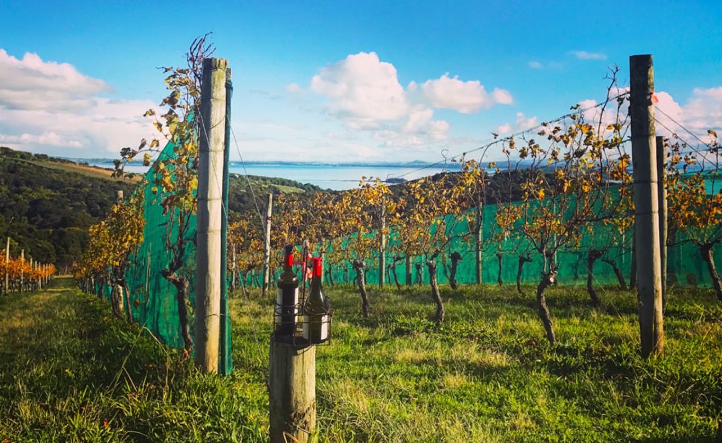 new zealand auckland waiheke island mudbrick vineyard vines