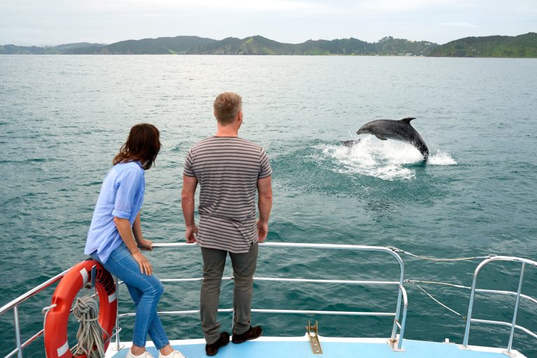 new zealand bay of islands dolphin watching boat cruise tnz