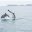 new zealand northland bottlenose dolphins bay of islands tnz