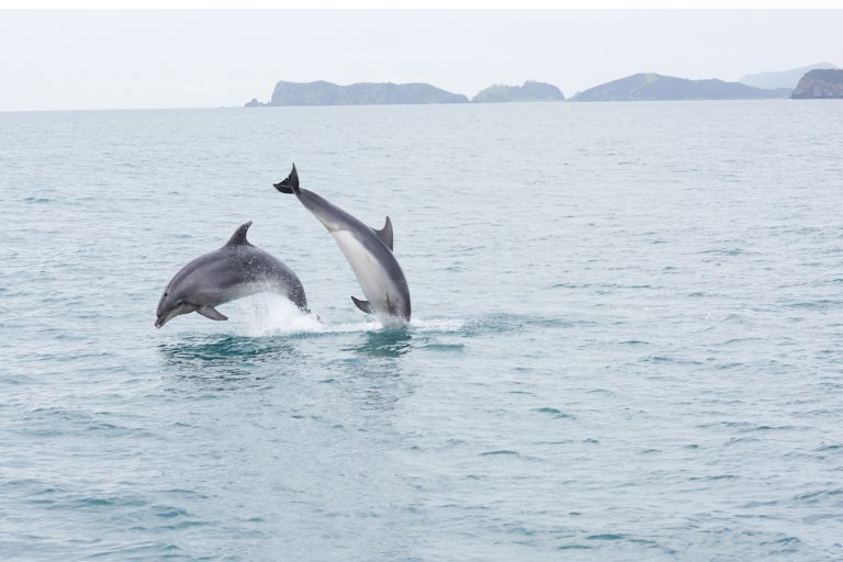 new zealand northland bottlenose dolphins bay of islands tnz