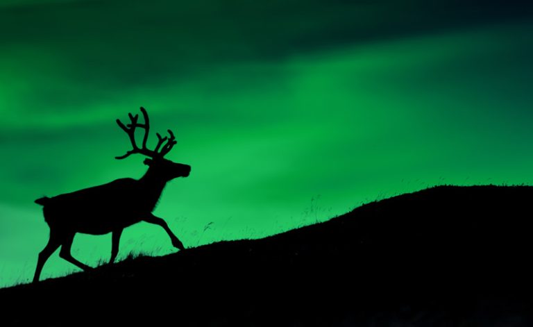 northern norway reindeer silhouette against aurora borealis istk