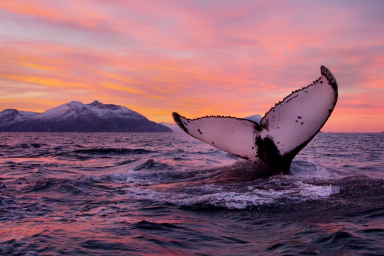 Humpback Whale - Norway
