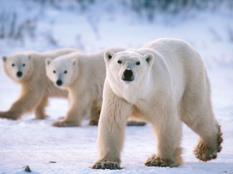 polar bear arctic