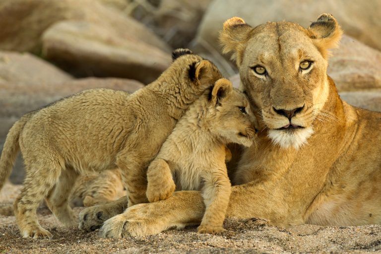 south africa wildlife lioness and cubs