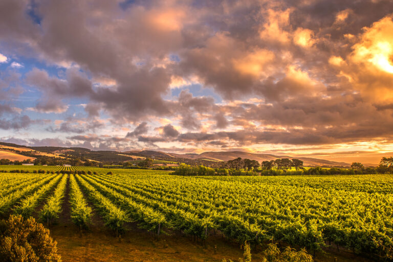 south australia barossa valley vineyard istk
