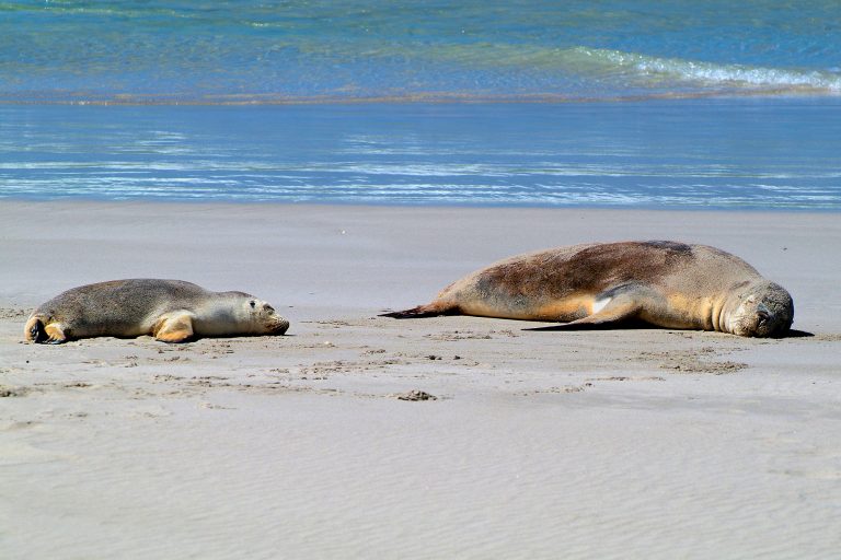 south australia sleeping sea lions kangaroo island istk