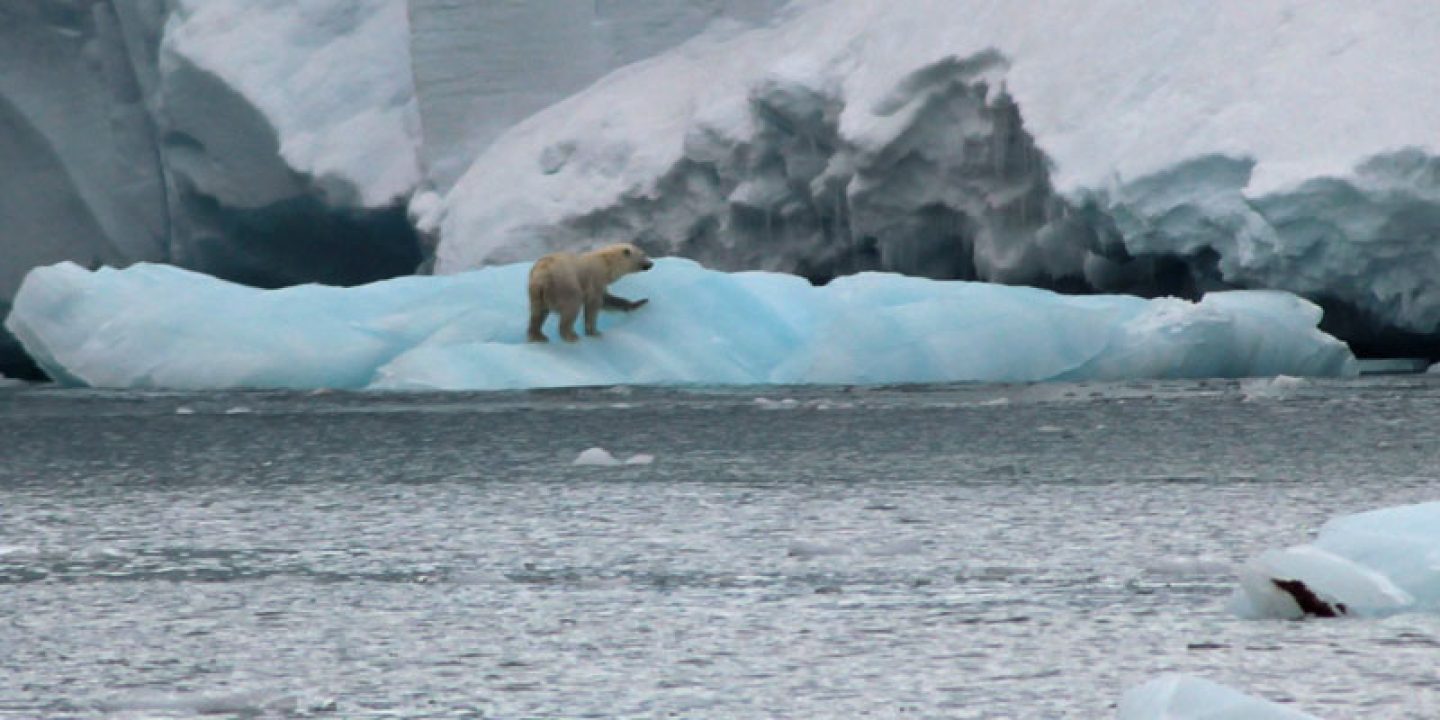 spitsebergen Polar bear on ice 1 jocooper
