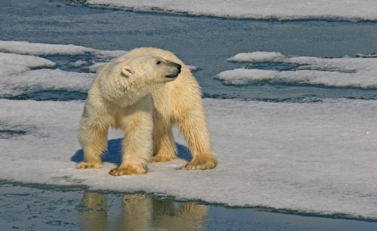 svalbard hornsund polar bear istk