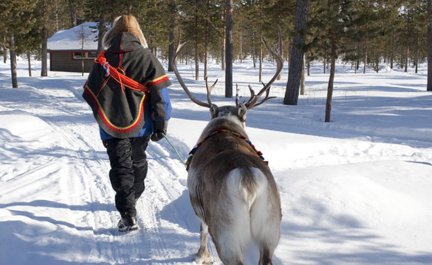 sweden lapland icehotel reindeer and sami