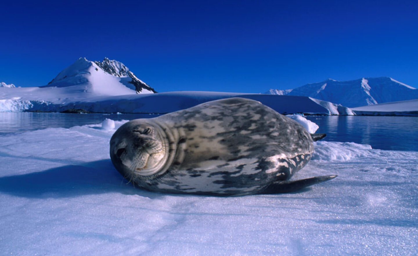 weddell Seal antarctica