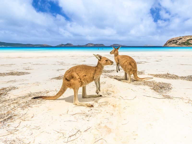 western australia lucky bay kangaroos on beach istk