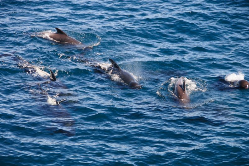 antarctica falkland islands long finned pilot whales istk