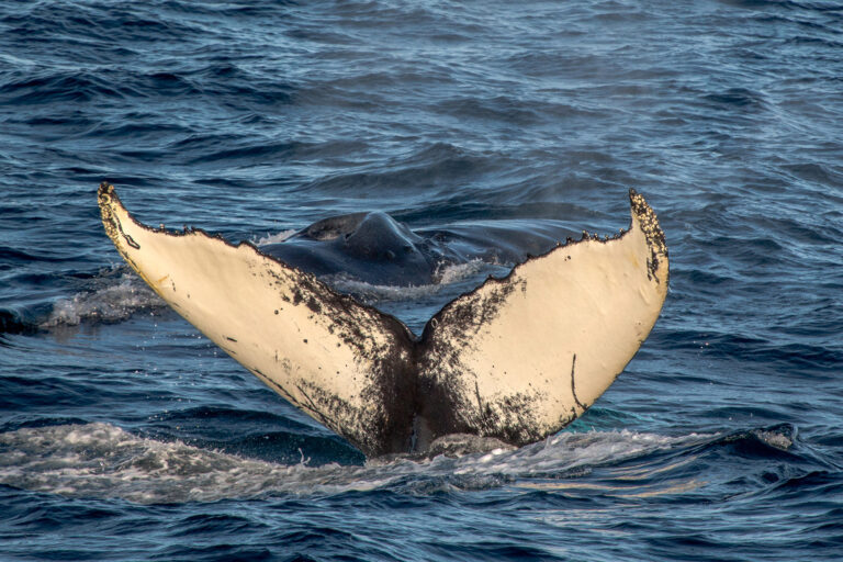 arctic franz josef land humpback tail in sunshine psdn jzaccaria
