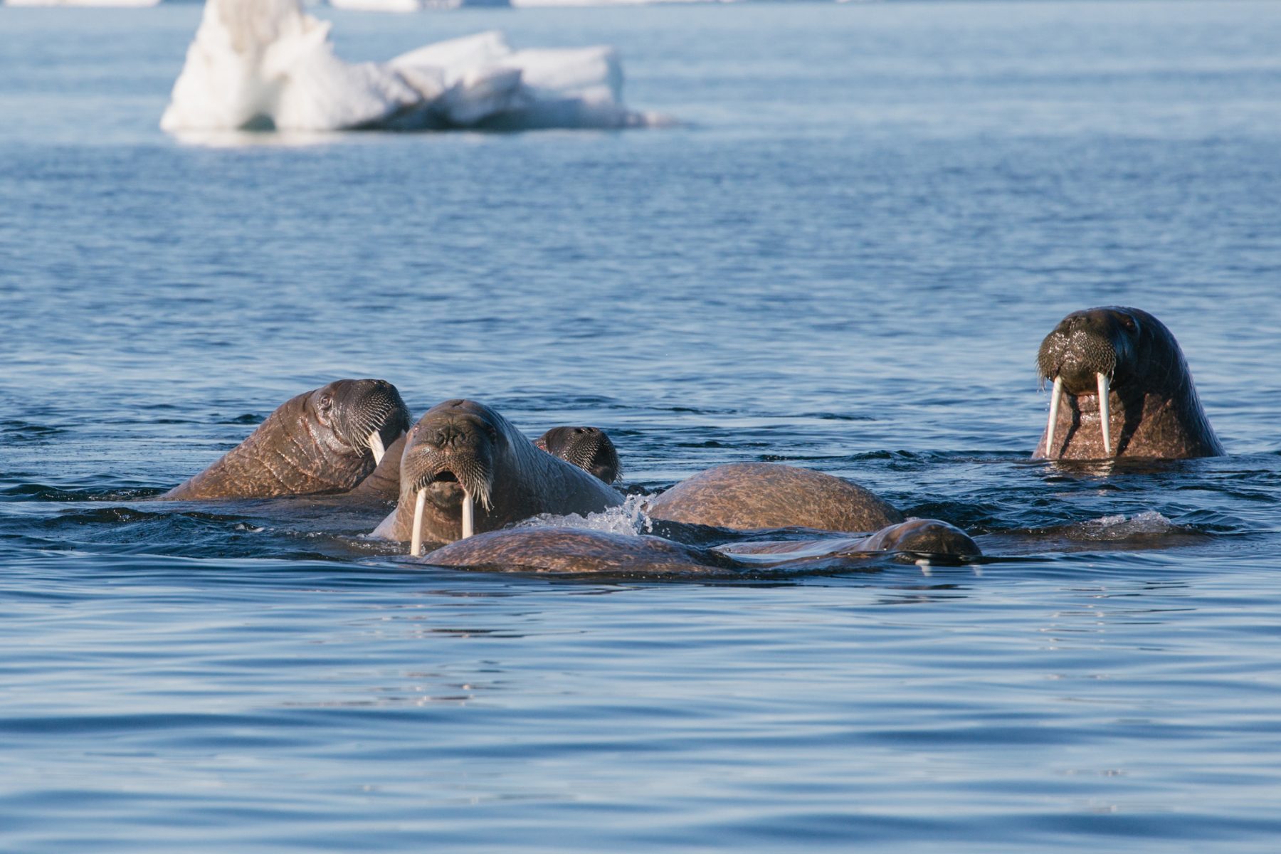 arctic franz josef land walrus in sea psdn