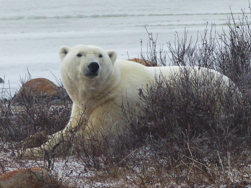 In Search of Polar Bears in Churchill | Discover the World