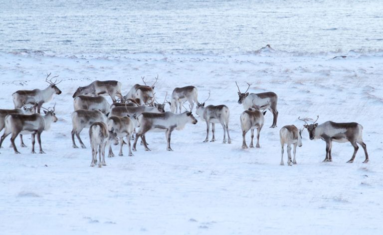 east fjords reindeer safari winter