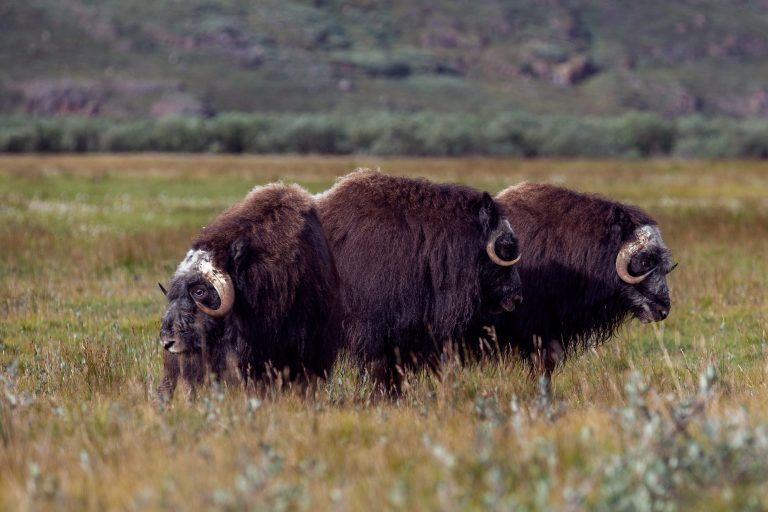 east greenland musk ox in tundra istk