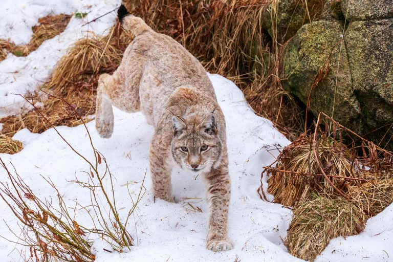 finnish lapland ranua lynx in snow rwp