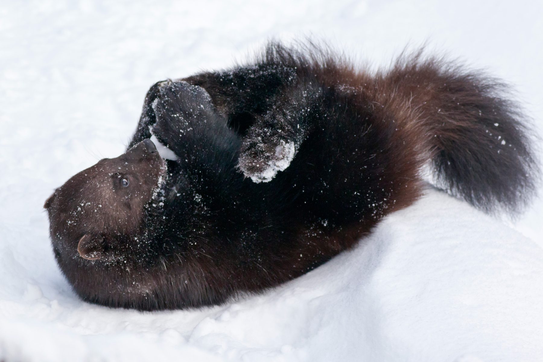 finnish lapland ranua wolverine in snow rwp
