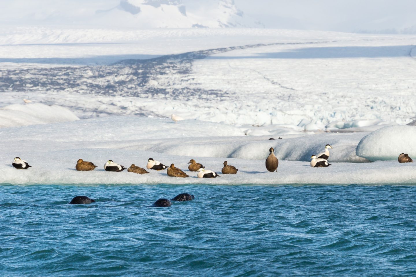 iceland south east eider ducks and seals at jokulsarlon istk