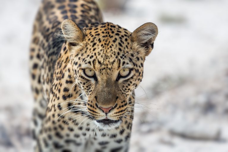 namibia wildlife leopard ragnar