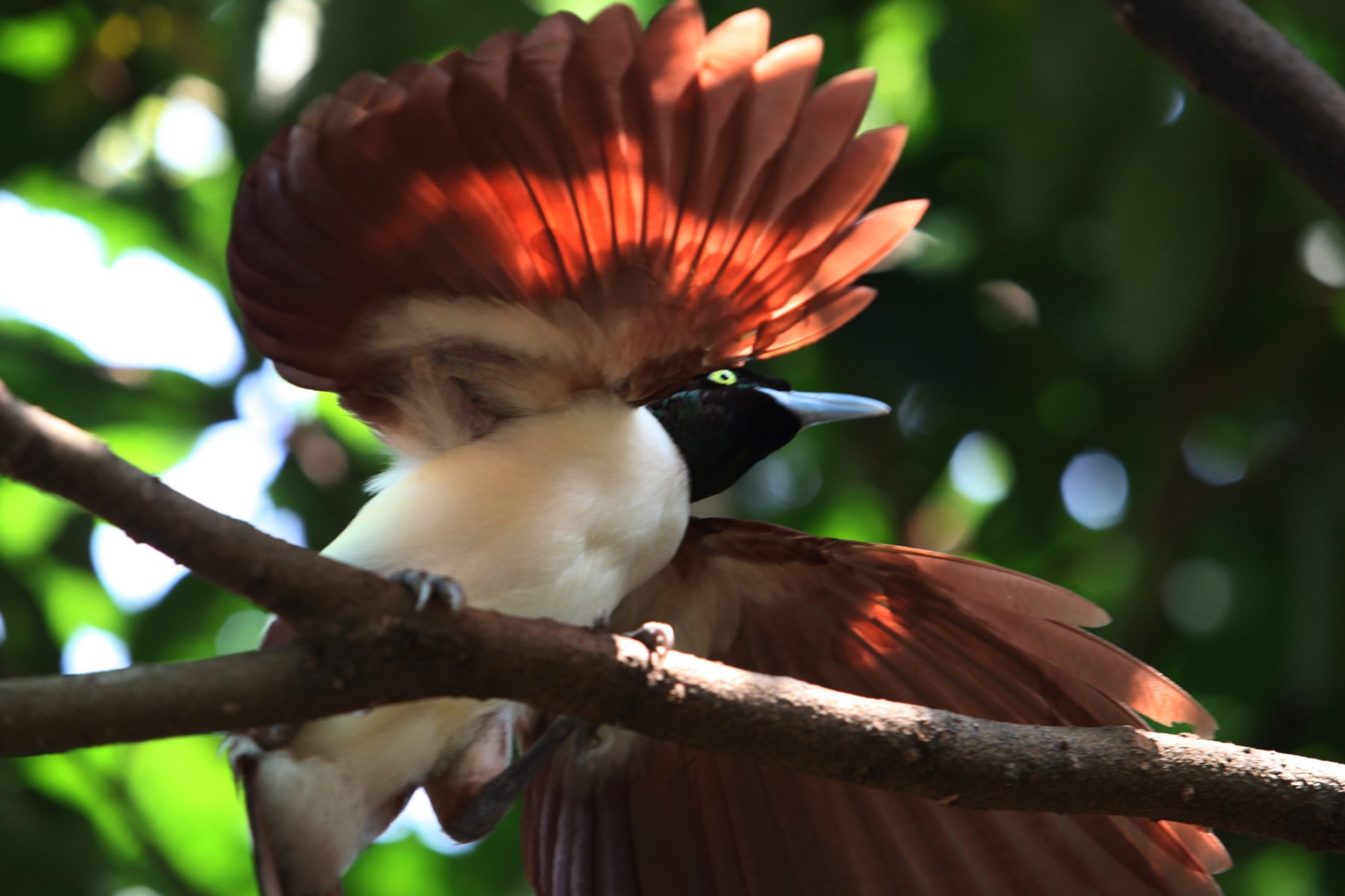 papua new guinea bird of paradise istk