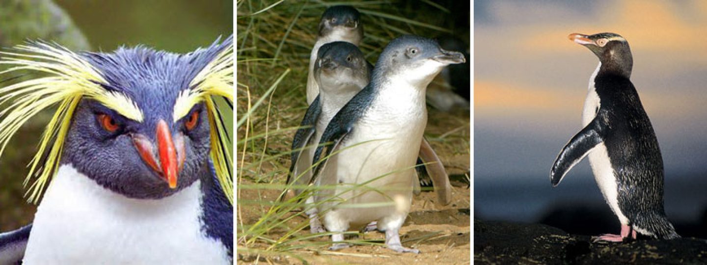 penguins australasia montage
