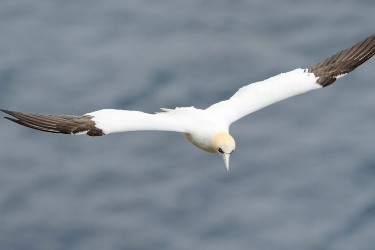 scotland shetland islands unst flying gannet istk