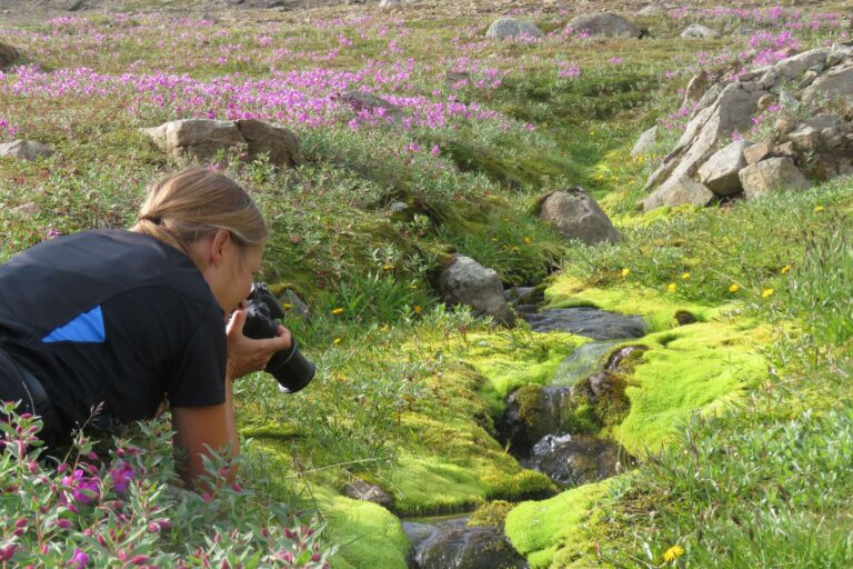 east greenland tasiilaq photographing flowers ch