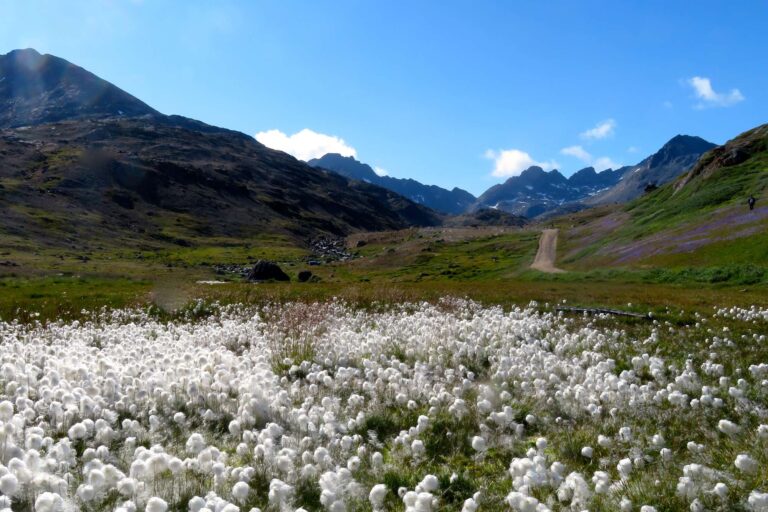 east greenland tasiilaq valley of the flowers view ch