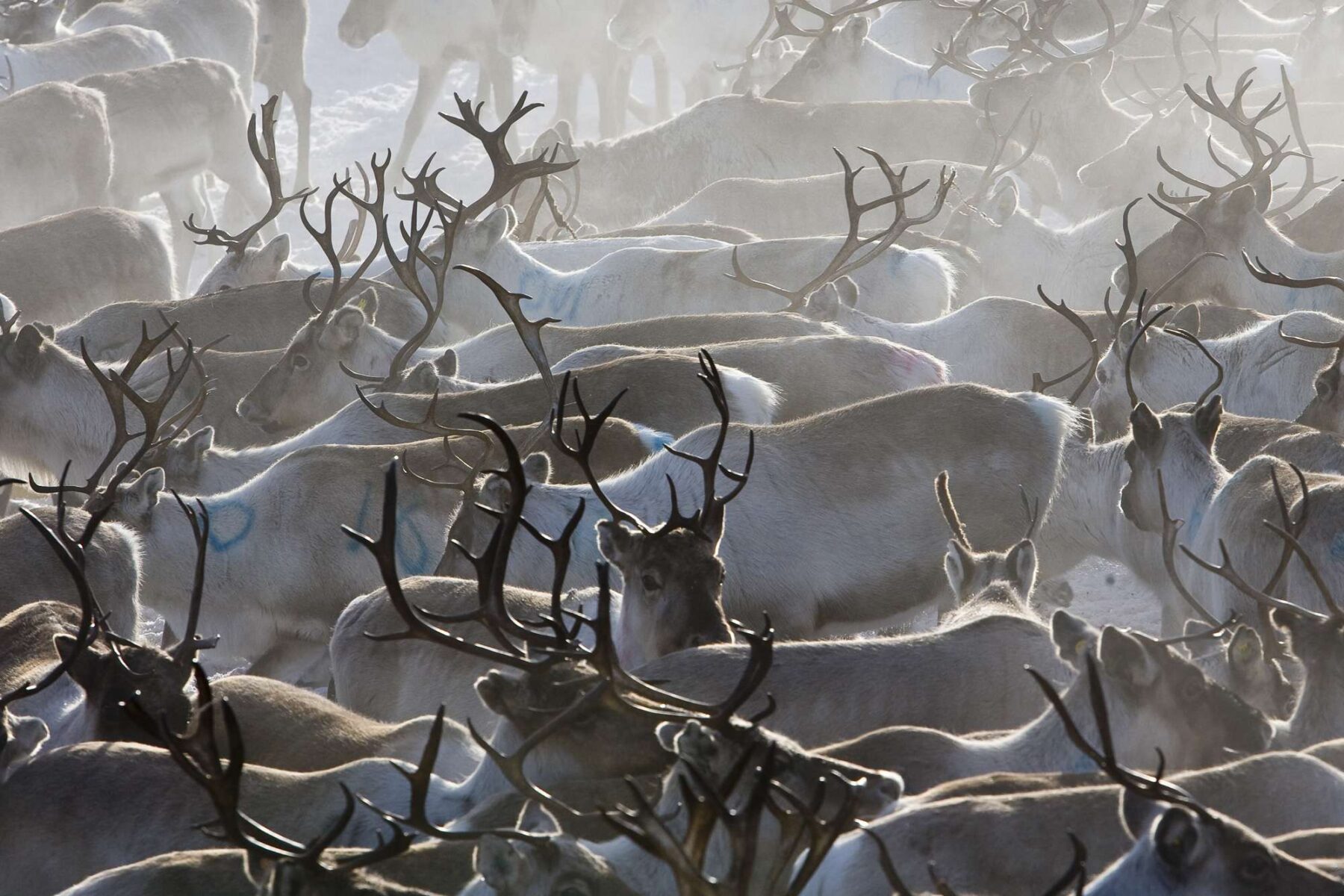 finnish lapland reindeer herd lmb