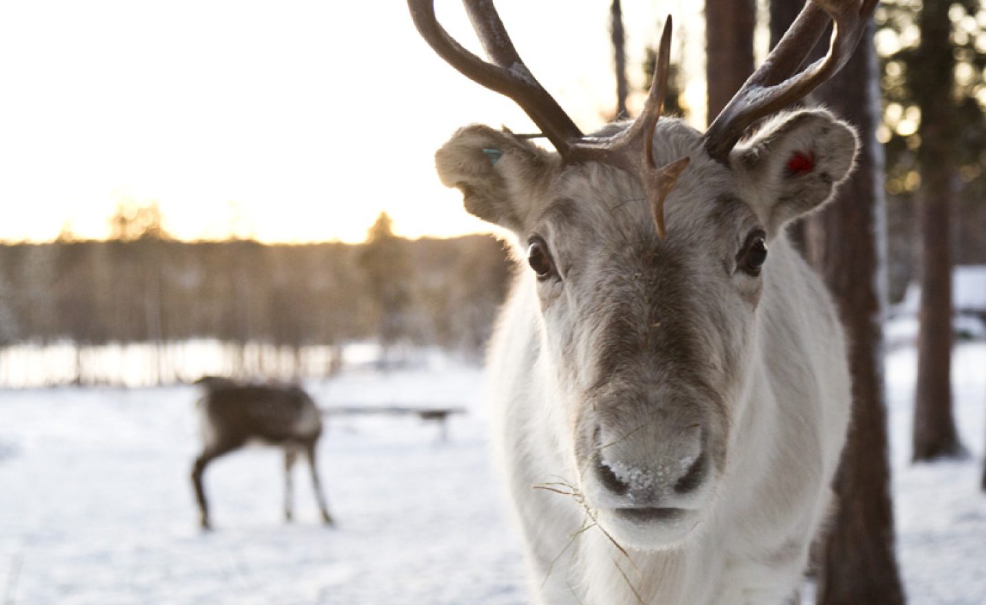 finnish lapland reindeer lake inari