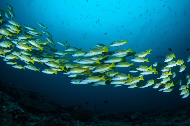 french polynesia rangiroa schoolfish istk
