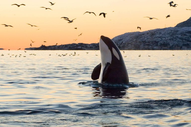 norway orca spy hopping sunset istk