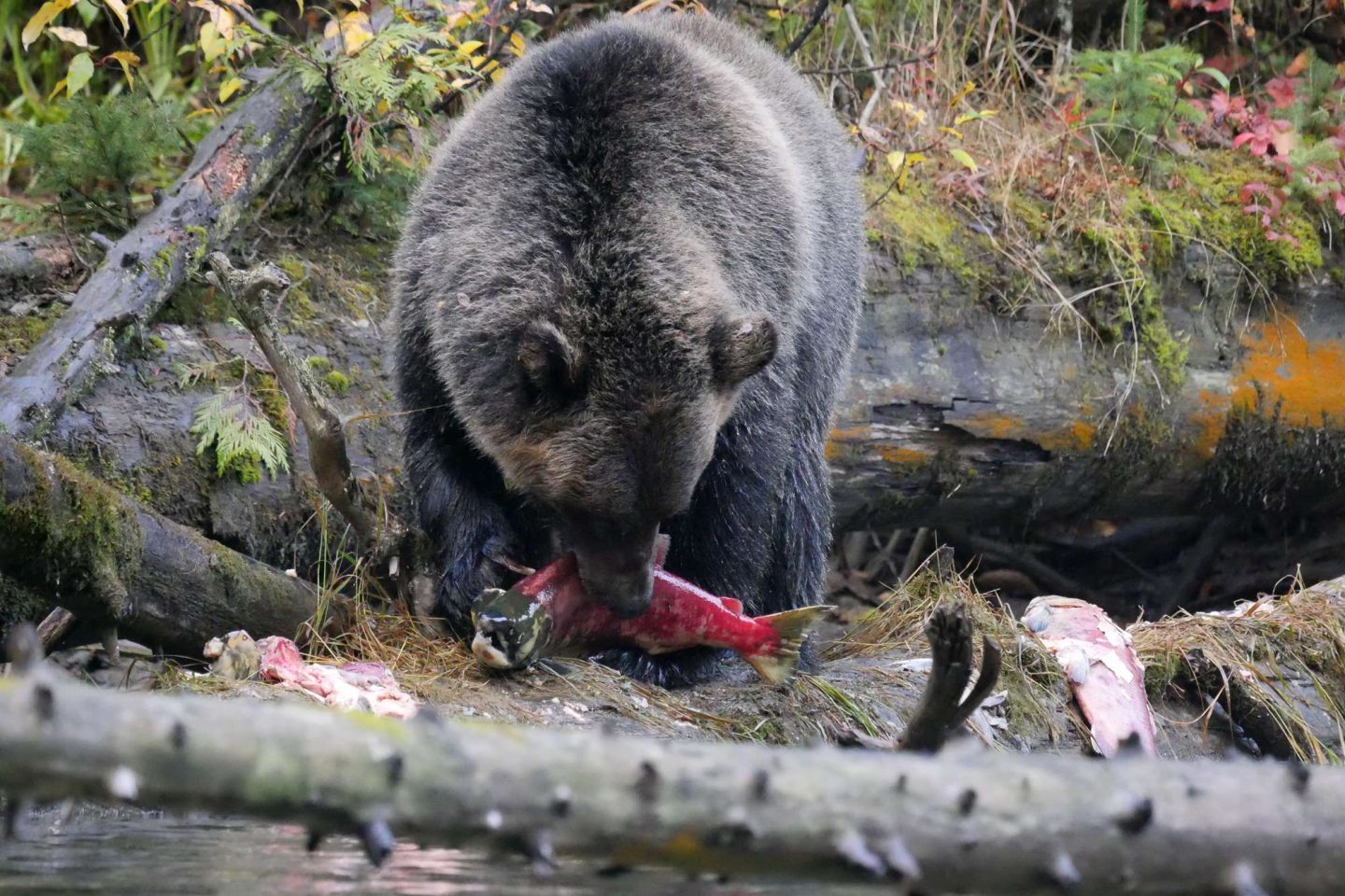 canada british columbia grizzly bear eating salmon ecot