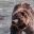 canada british columbia grizzly bear in river shaking head istk