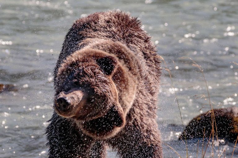 canada british columbia grizzly bear in river shaking head istk
