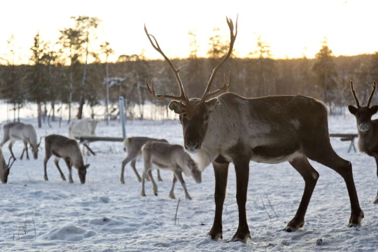 finnish lapland reindeer lake inari2