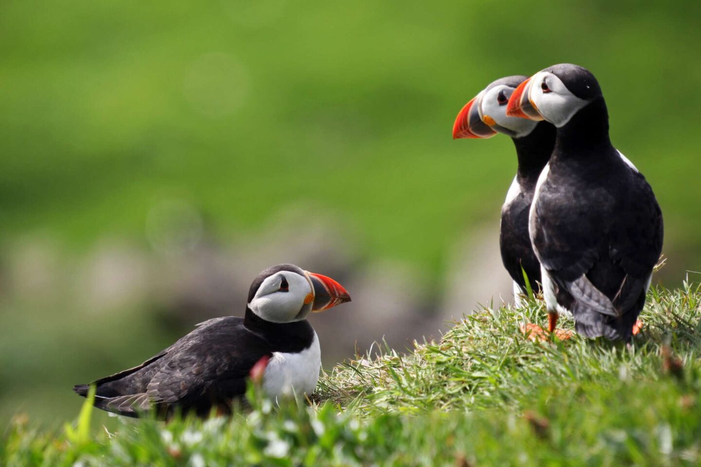 faroe islands birdlife puffins vf