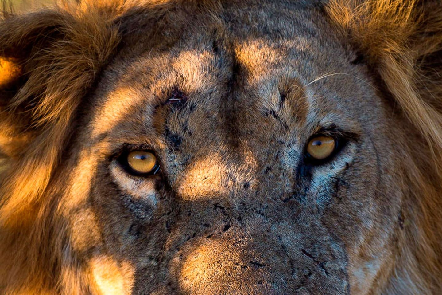 ruckomechi camp lion close up