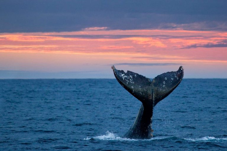Grey whale tail at sunset