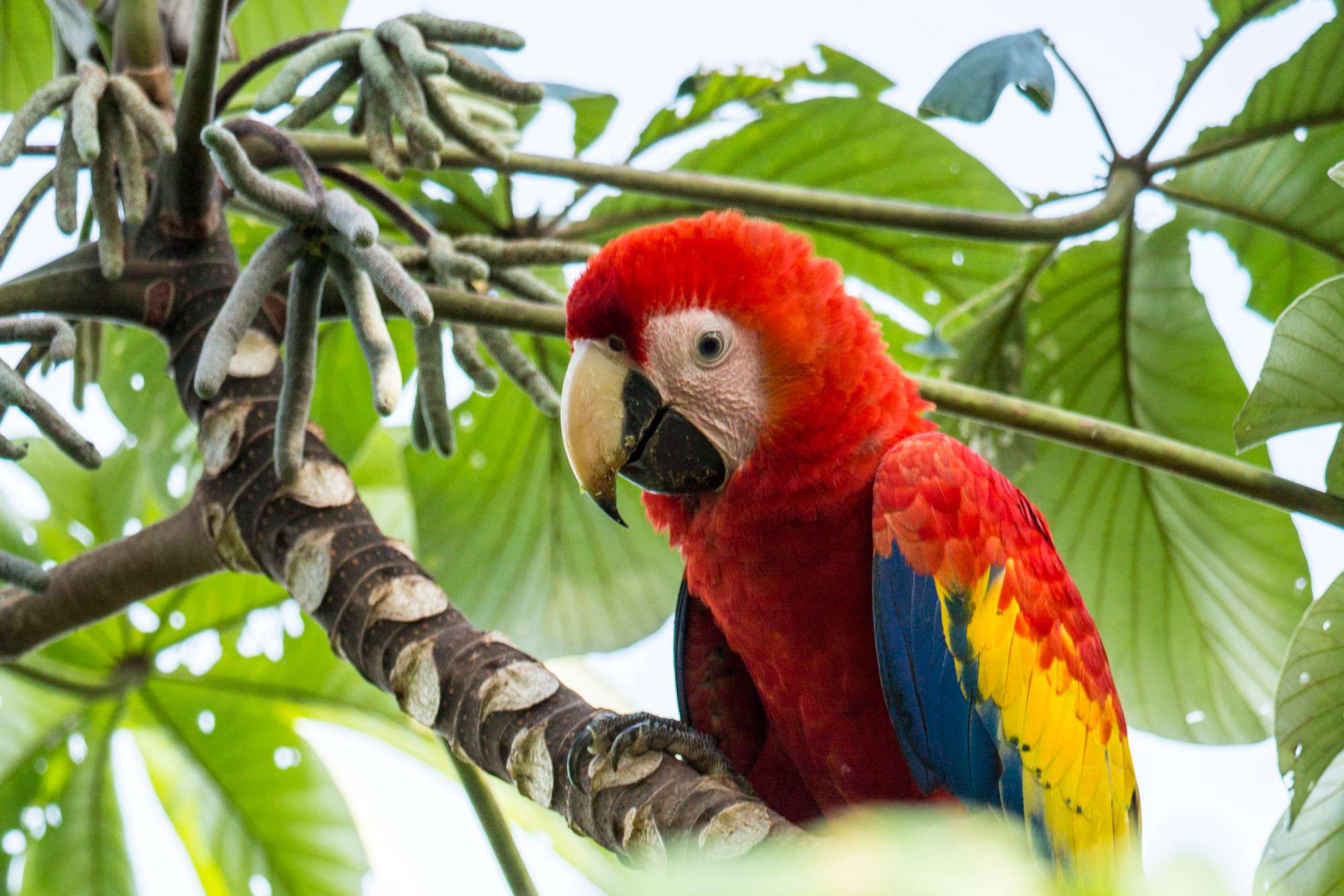 costa rica scarlet macaw osa peninsula istk